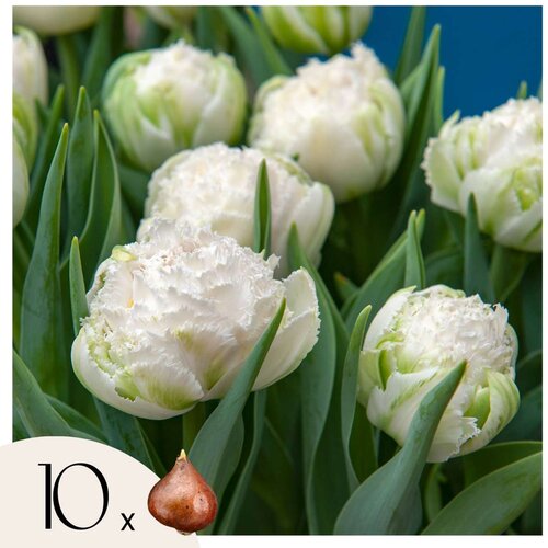 Plant in a Box Tulipani čebulice - 10 kos - Tulipa 'Snow Crystal' - Cvetne čebulice - Pamet, (21755615) Cene