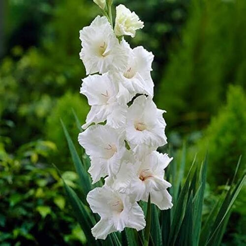 Royal De Ree Lukovica Gladiola, sabljica - Gladiolus White Prosperity 10/1 Cene