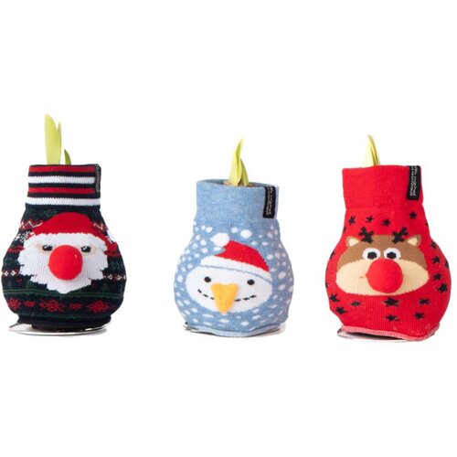 Plant in a Box Amarilis - 3 kos - Hippeastrum &amp;#039;Xmas Sweater Mix&amp;#039; - Cvetna čebulica - Rdeča, (21739784) Slike