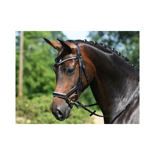 Busse Uzda MODENA črna/bela - VB/Cob Cene