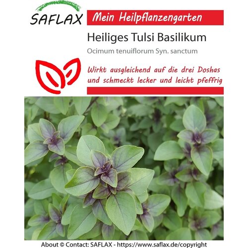 Saflax Sveta bazilika - Tulsi - 1 pkt. Slike