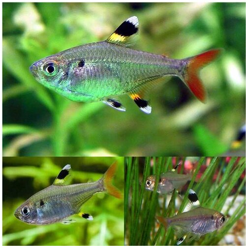 Akvarijum Centar pristella tetra Cene