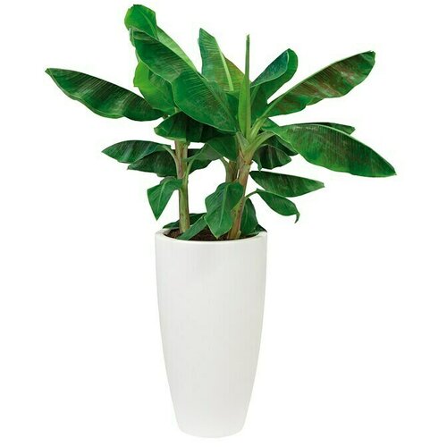 ELHO Okrugla tegla za biljke Pure Soft Round High (Vanjska dimenzija (ø x V): 34,5 x 62,3 cm, Bijele boje, Plastika) Cijene