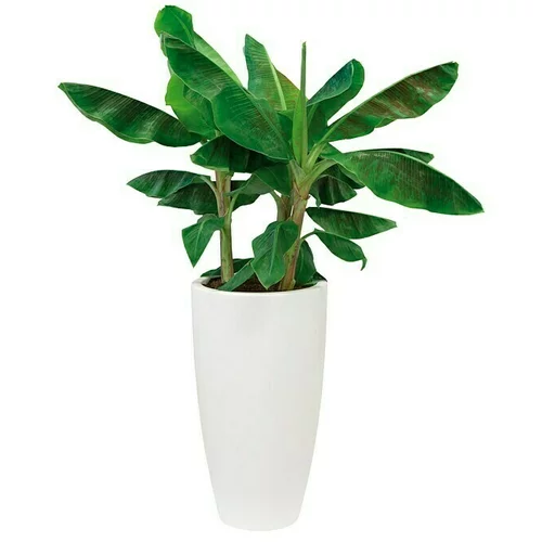 ELHO Okrugla tegla za biljke Pure Soft Round High (Vanjska dimenzija (ø x V): 34,5 x 62,3 cm, Bijele boje, Plastika)