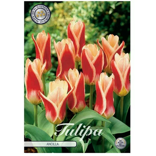  cvjetne lukovice Tulipan Ancilla (crvena, Botanički opis: Tulipa)