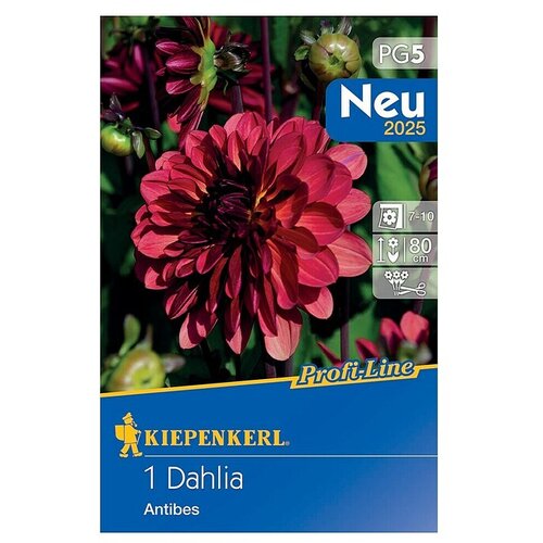 KIEPENKERL Dalija Antibes (Dahlia x Hybrida, Crvena) Cijene