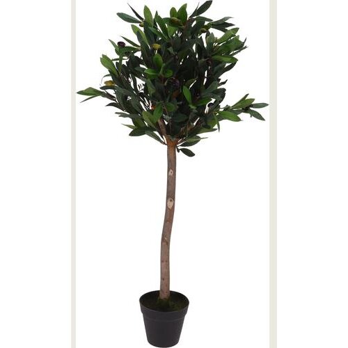  DRVO MASLINE 94CM Slike