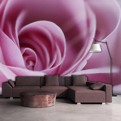  tapeta - Pink rose 300x231