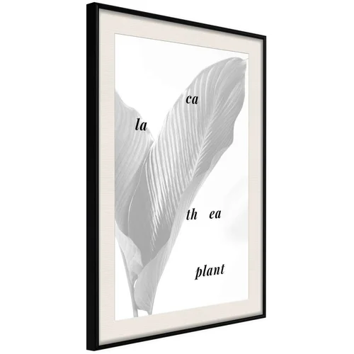  Poster - Calathea Leaves 30x45