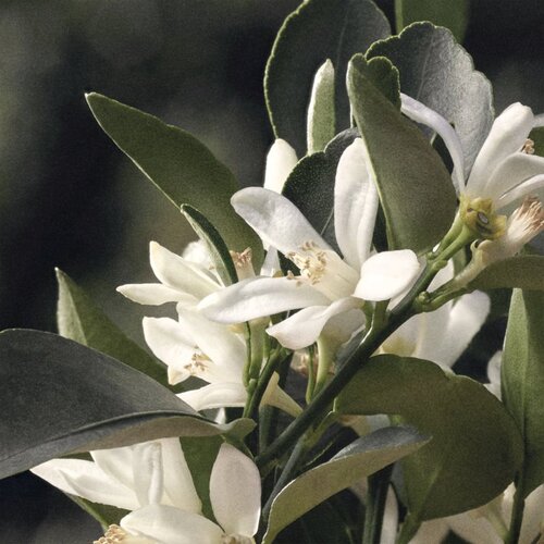 Chlo&amp;eacute; Eau de Parfum Naturelle parfumska voda 30 ml za ženske Slike