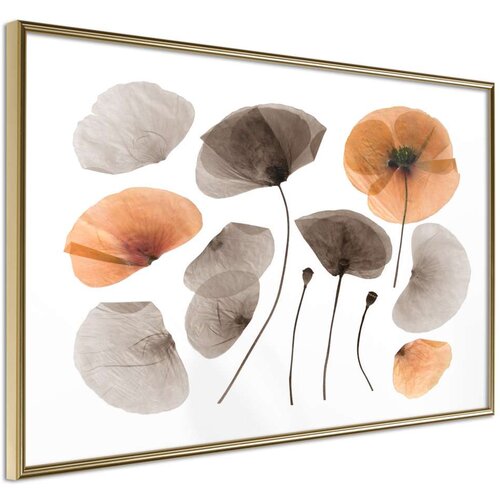  Poster - Dried Poppies 60x40 Slike