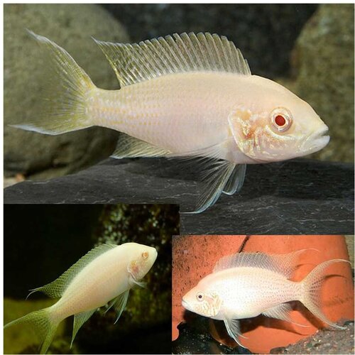 Akvarijum Centar albino princess brichardi Cene