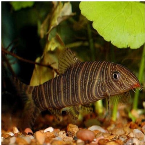Akvarijum Centar Botia striata Cene