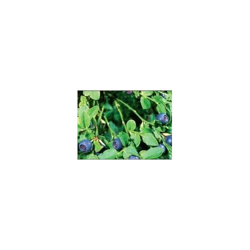 INSTITUT DR JOSIF PANČIĆ Institut Josif Pančić Čaj borovnica list, 50g Slike
