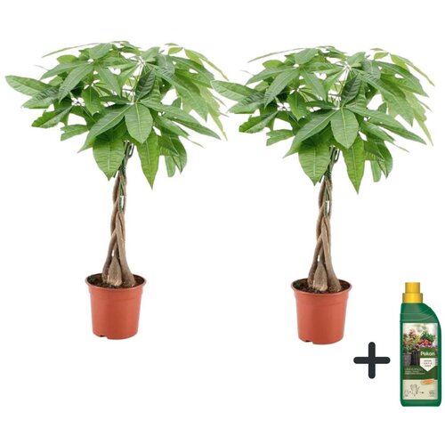 Plant in a Box vodna pahira - 2 kos - pachira aquatica - višina 60-70cm - ⌀17cm, (21758185) Cene