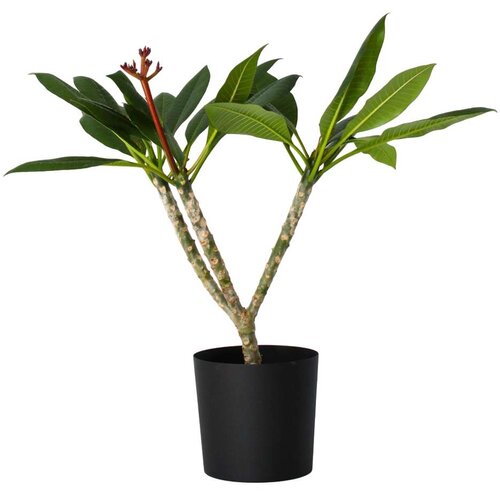 Plant in a Box plumerija - plumeria rubra - višina 55-70cm - ⌀17cm, (21758017) Cene