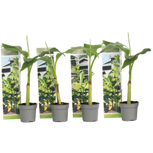 Plant in a Box japonski bananovec - 4 kos - musa basjoo - vi&amp;scaron;ina 25-40cm - ⌀9cm, (21757659) Slike