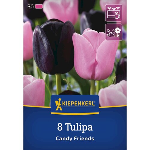 KIEPENKERL Tulipani "Mix Candy Friends" - 8 k. Cene