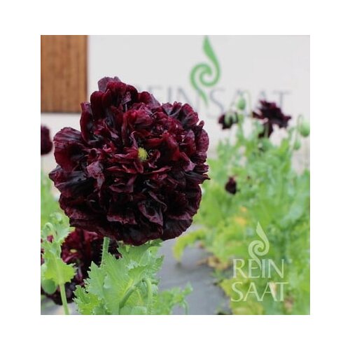 ReinSaat Okrasni mak "Black Peony" Cene
