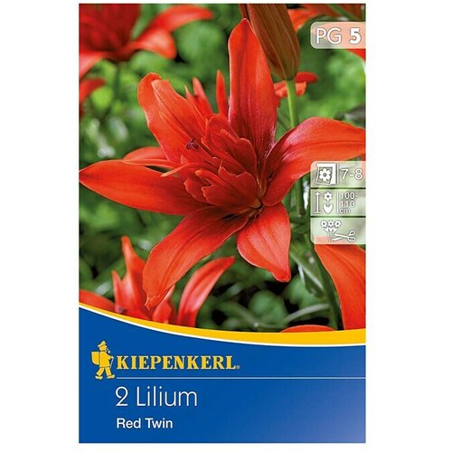 KIEPENKERL Lukovice ljetnog cvijeća (Lilium x hybrida 'Red Twin', 2 Kom.) Cijene