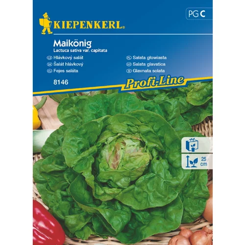 KIEPENKERL Glavičasta salata Maikönig (Lactuca sativa var. capitata, Berba: Svibanj)
