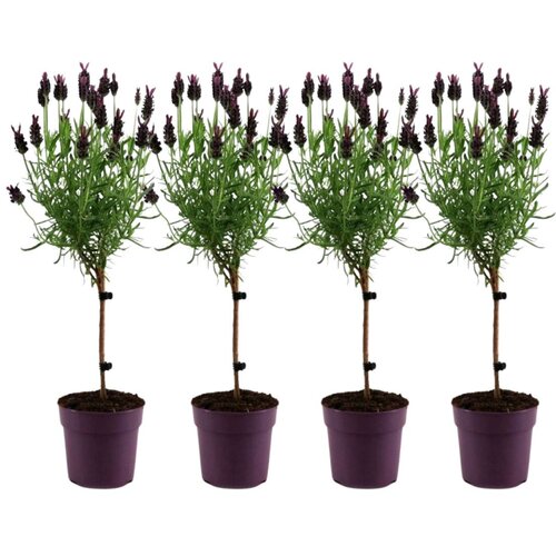 Plant in a Box Lavendin - 4 kos - Lavandula stoechas 'Anouk' - Višina 30-40cm - ⌀12cm, (21823640) Cene
