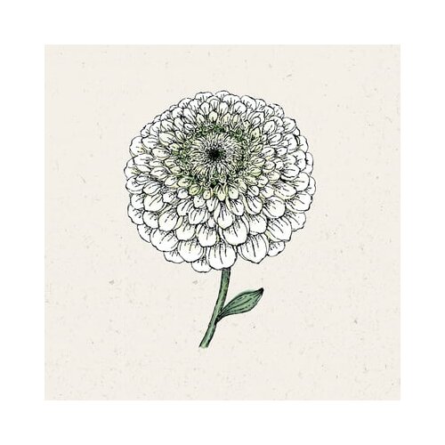 Jora Dahl Cinija &amp;quot;Benary&amp;#039;s Giant White&amp;quot; Slike