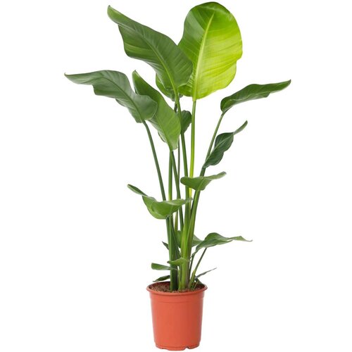 Plant in a Box strelicija - strelitzia nicolai - višina 90-110cm - ⌀21cm, (21758018) Cene