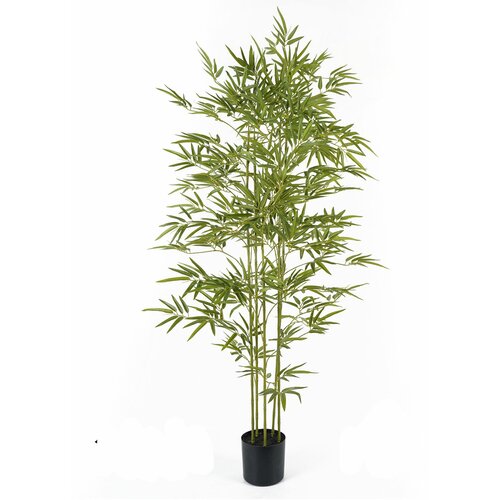 Lilium dekorativni bambus 175cm 567277 Cene