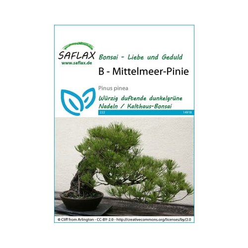 Saflax Bonsai - sredozemska pinija Cene