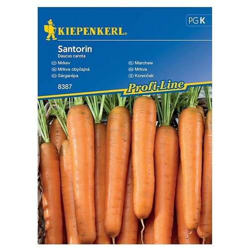 KIEPENKERL Zelenjavna semena Korenje Santorin F1 (Daucus carota subsp. sativus, Čas žetve: Junij) Cene