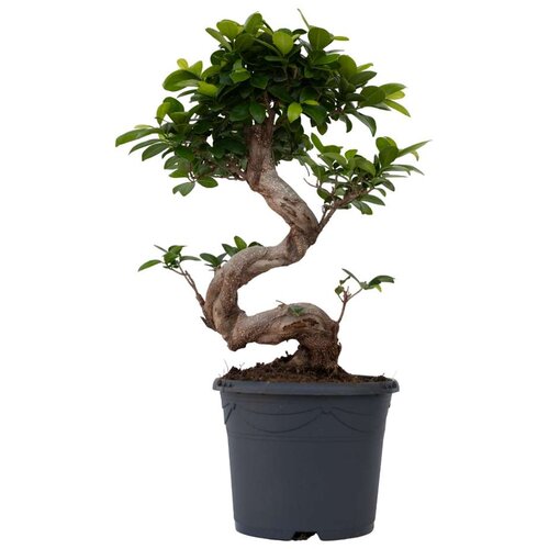 Plant in a Box bonsaj - ficus microcarpa &amp;#039;ginseng&amp;#039; - vi&amp;scaron;ina 55-65cm - ⌀20cm, (21758005) Slike