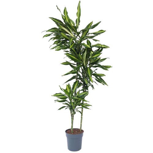 Plant in a Box dracena - dracaena fragrans 'cintho' - višina 140-150cm - ⌀24cm, (21758278) Cene