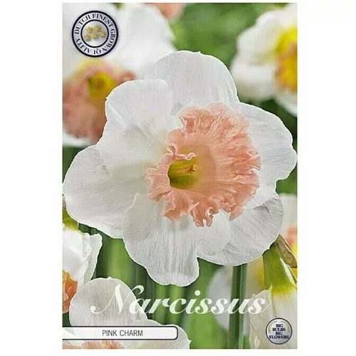  Cvjetne lukovice Narcisa Large Cuppedpink Charm (Bijela, Botanički opis: Narcissus)