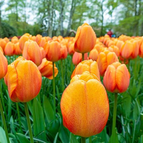 Royal De Ree tulipa blushing apeldoorn 5/1 Slike