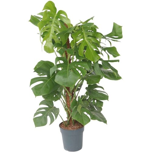 Plant in a Box navadna monstera - monstera deliciosa - višina 120-130cm - ⌀24cm, (21758214) Cene