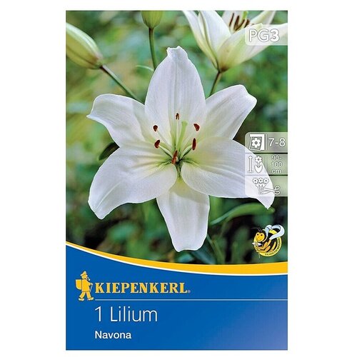 KIEPENKERL Lukovice ljetnog cvijeća Azijski ljiljan Navona (Lilium x Hybrida, 1 Kom., Bijela) Cijene