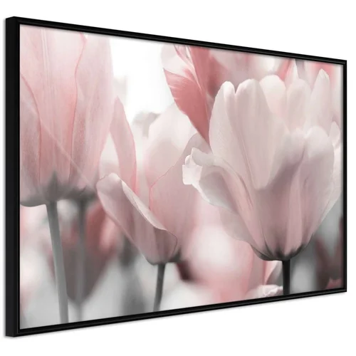  Poster - Pastel Tulips II 60x40