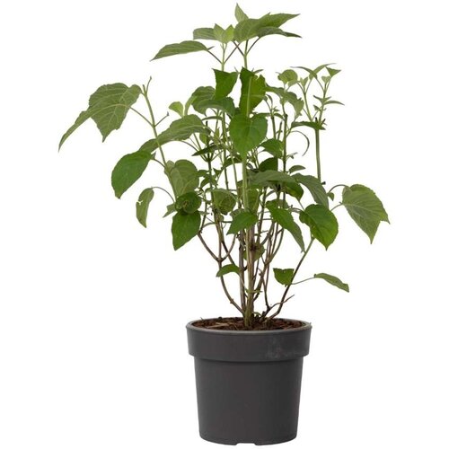 Plant in a Box hortenzija - hydrangea 'strong annabelle' - višina 30-40cm - ⌀19cm, (21757438) Cene