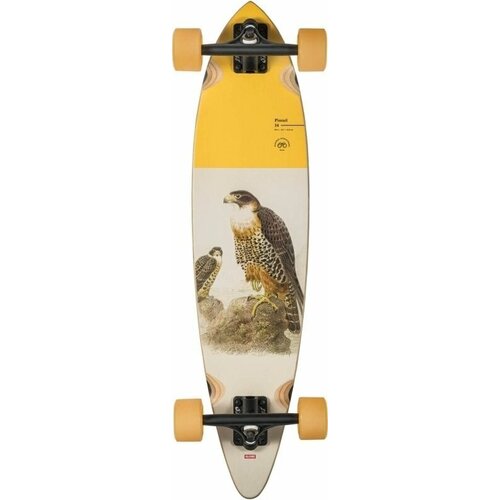 Globe pintail 34 falcon 34'' Cene