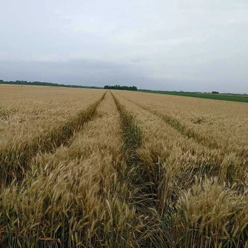  Semenska psenica kws solehio*sa lamardor Slike