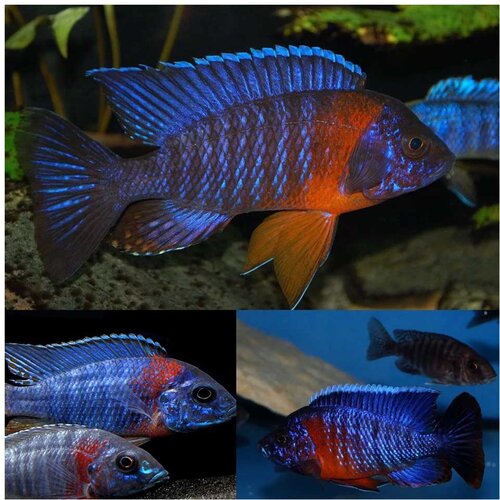 Akvarijum Centar Red sholder peacock Cene