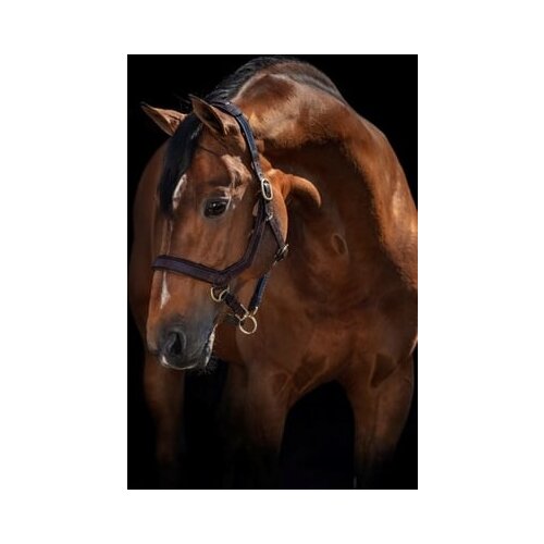 Horseware Ireland Oglavka Rambo Micklem "rjava" - WB Cene