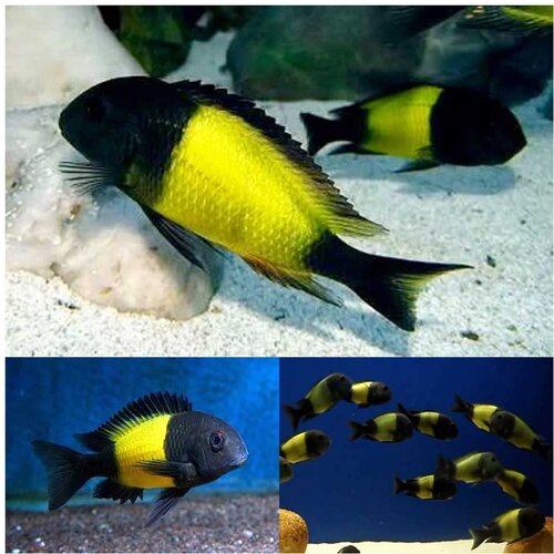 Akvarijum Centar Ikola tropheus kaiser Cene