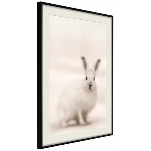  Poster - Curious Rabbit 20x30
