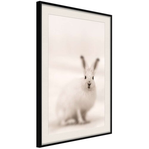  Poster - Curious Rabbit 20x30 Slike
