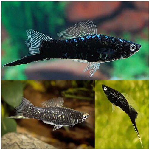 Akvarijum Centar Black swordtail Cene
