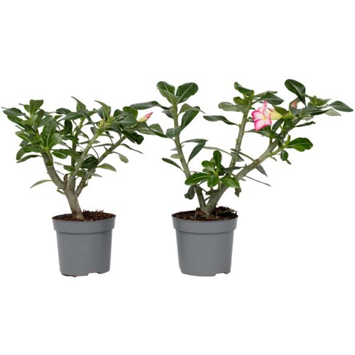 Plant in a Box Tolsti adenij - 2 kos - Adenium obesum - Višina 30-45cm - ⌀13cm, (21757898) Cene