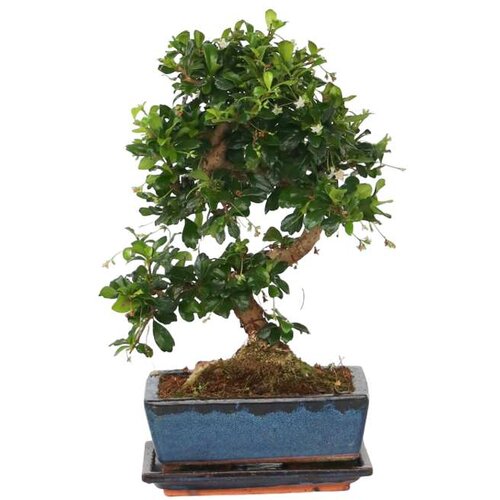 Plant in a Box Bonsai - Carmona microphylla - Višina 20-30cm - ⌀15cm, (21758121) Cene