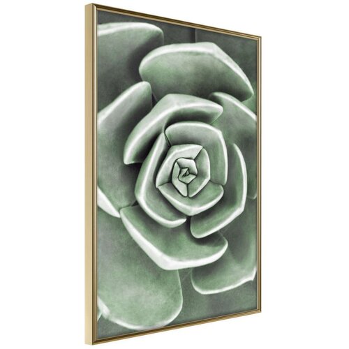  Poster - Robust Plant 40x60 Cene